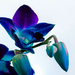 Blue Orchid by briaan
