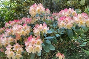 15th May 2023 - Rhodies..........