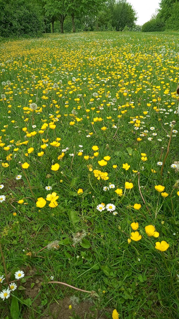 Buttercups and Daisies turn by 365projectorgjoworboys