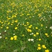 Buttercups and Daisies turn by 365projectorgjoworboys