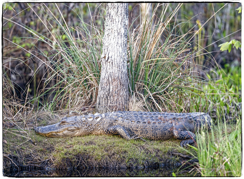 Alligator by bluemoon
