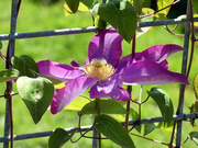 15th May 2023 - Clematis