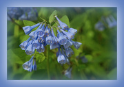15th May 2023 - Bluebell Close-Up