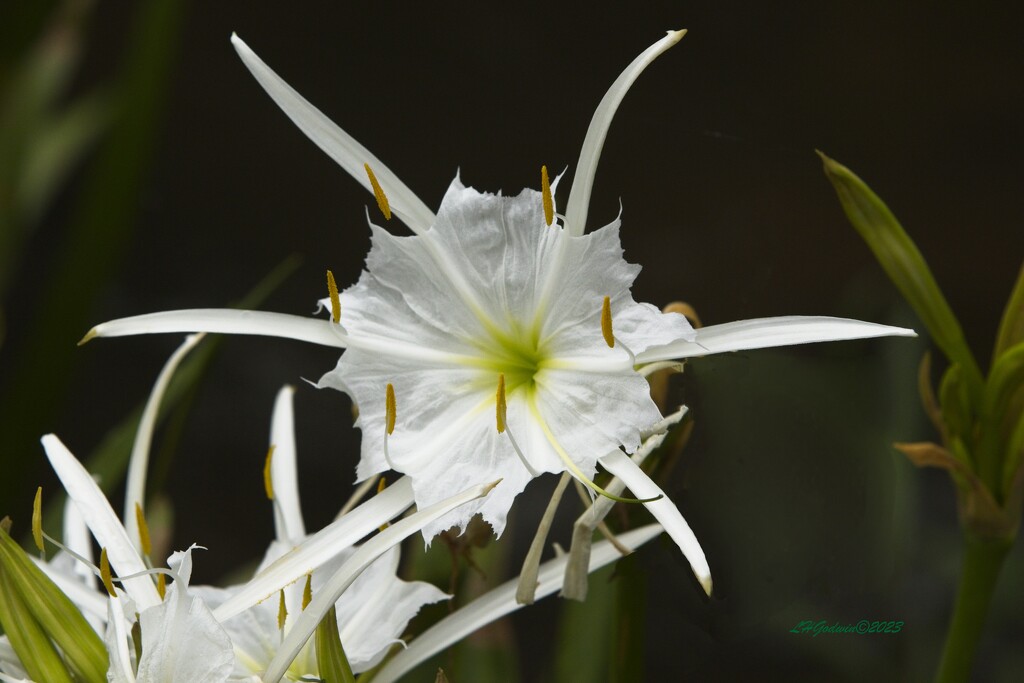 LHG_3660shoal lilies  by rontu