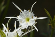 15th May 2023 - LHG_3660shoal lilies 
