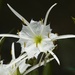 LHG_3660shoal lilies  by rontu