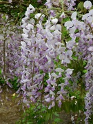 14th May 2023 - Wisteria 1