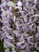 15th May 2023 - Wisteria 2