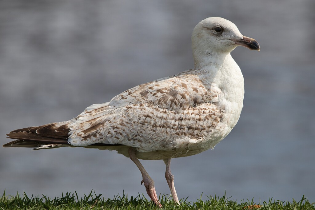 Young gull by okvalle