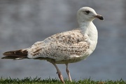 15th May 2023 - Young gull