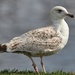 Young gull by okvalle
