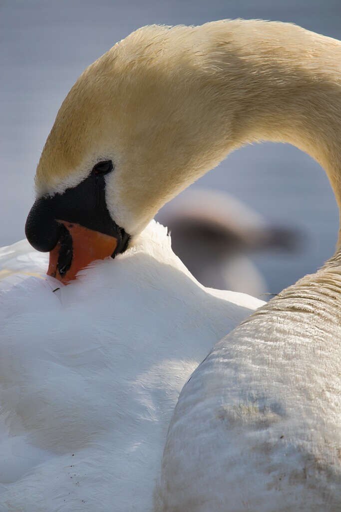 Mute swan grooming by okvalle