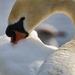 Mute swan grooming by okvalle