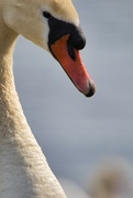 15th May 2023 - Mute swan