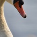 Mute swan by okvalle