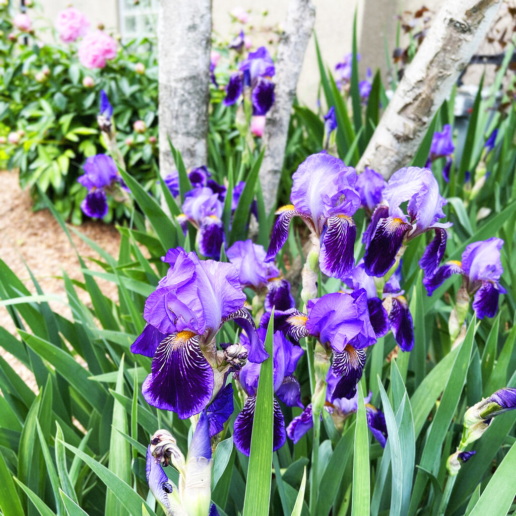 Our Irises Are Blooming by yogiw