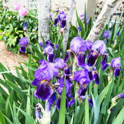 14th May 2023 - Our Irises Are Blooming