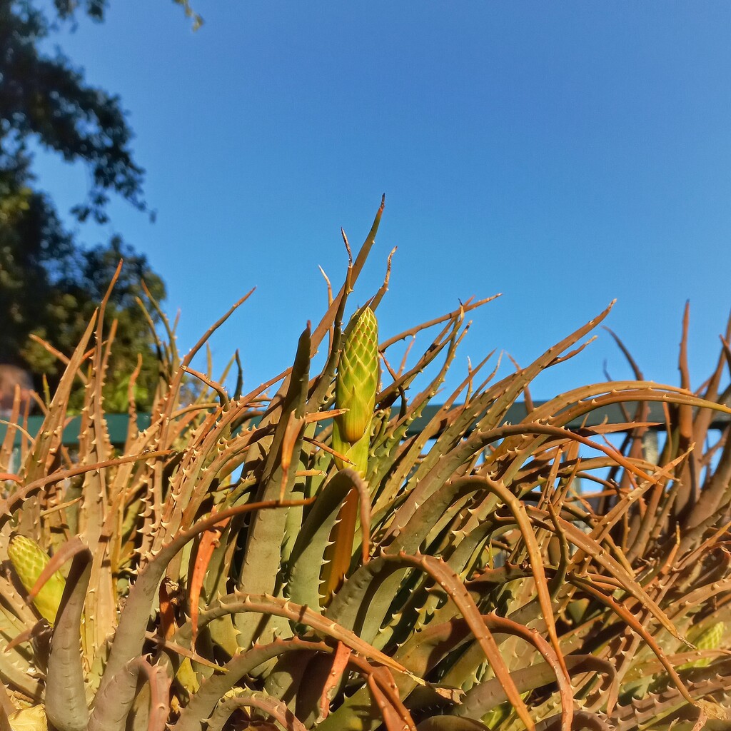 Aloe buds  by salza