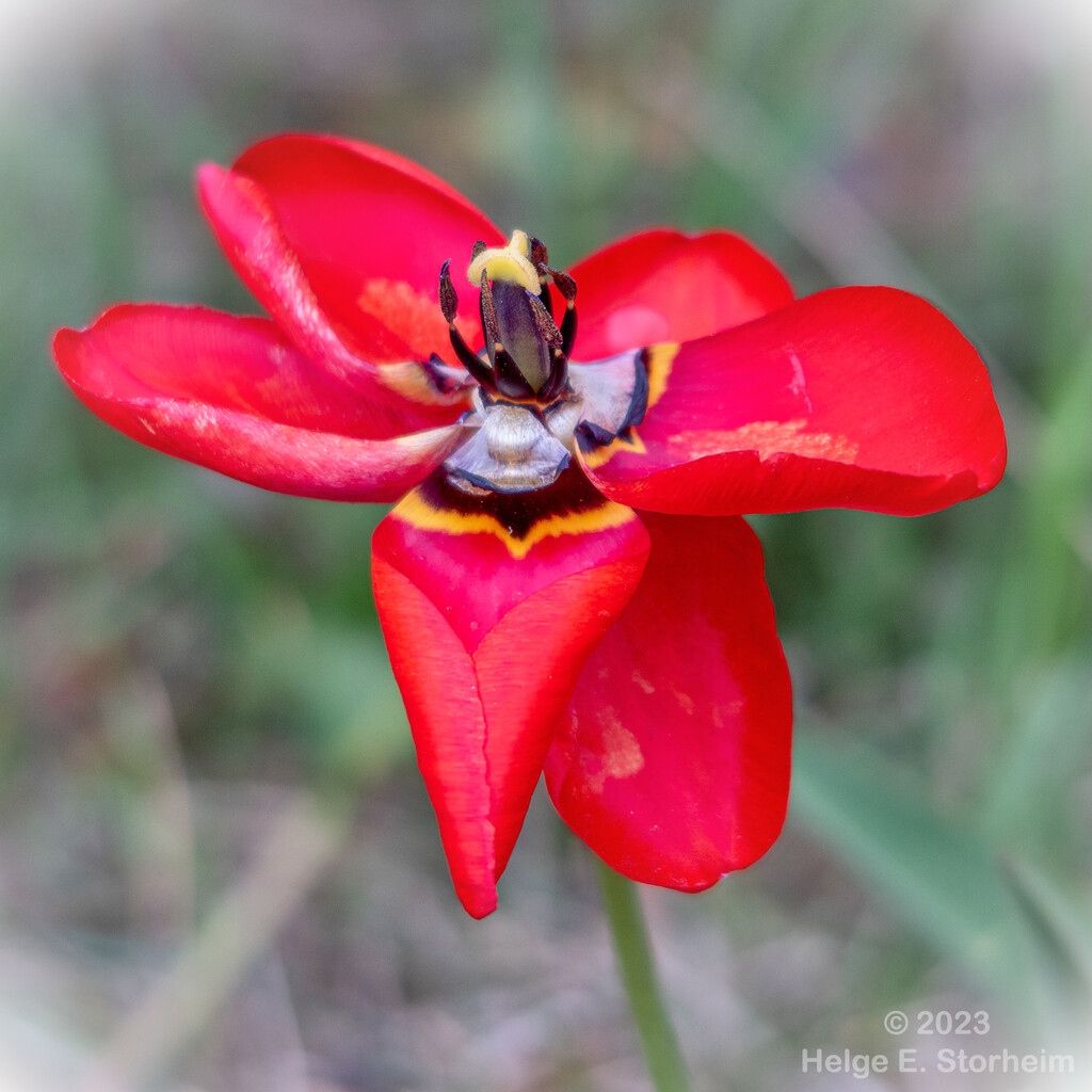 Red flower by helstor365