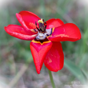 15th May 2023 - Red flower