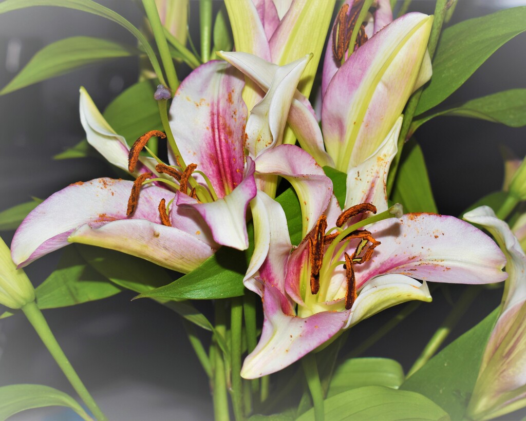  Lilies by sandlily