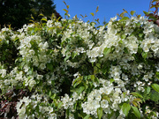 15th May 2023 - Crab Apple Blossom