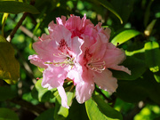 15th May 2023 - Pink Rhododendron..........759