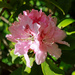 Pink Rhododendron..........759 by neil_ge
