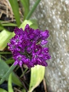10th May 2023 - Allium Flower 