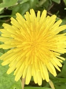 9th May 2023 - Dandelion Flower