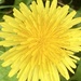 Dandelion Flower by cataylor41