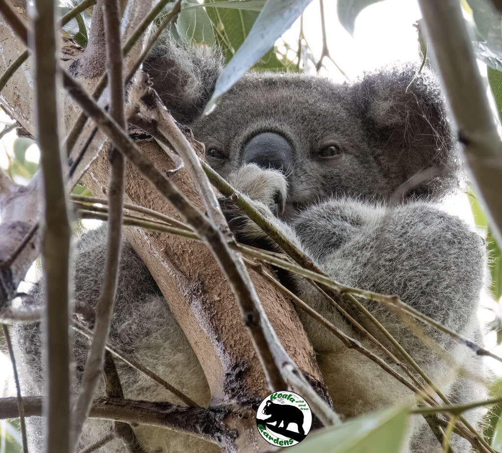 rainy Sundays by koalagardens