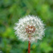 Dandelion seed head by larrysphotos