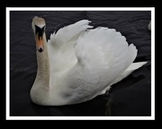 16th May 2023 - Swan   Day 16