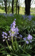 15th May 2023 - Bluebells 4