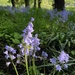 Bluebells 4 by pattyblue