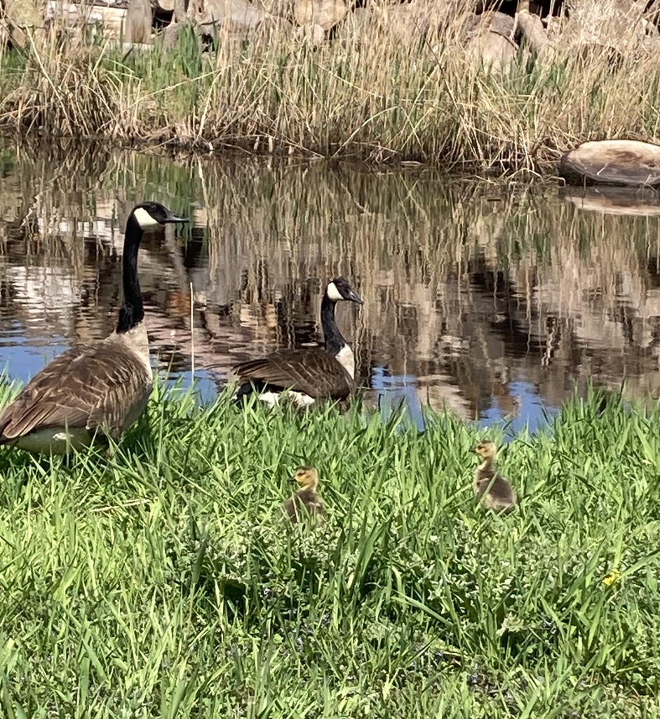 Goose family by mltrotter