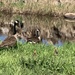 Goose family by mltrotter