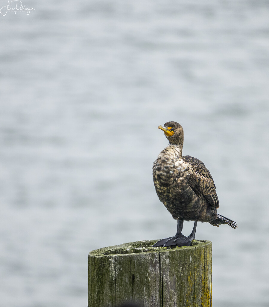Double Crested Cormorant on a Piling  by jgpittenger