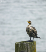 16th May 2023 - Double Crested Cormorant on a Piling 