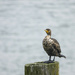 Double Crested Cormorant on a Piling  by jgpittenger