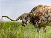 15th May 2023 - Texas Longhorns