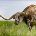 Texas Longhorns by bluemoon