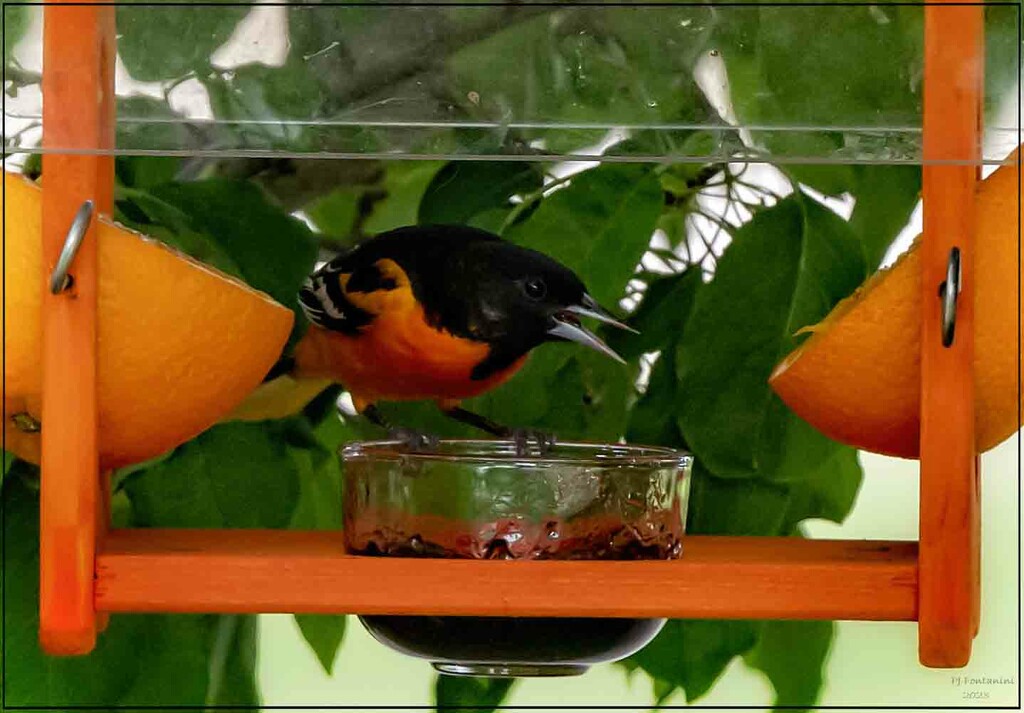 Baltimore Oriole by bluemoon