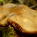 fungus by francoise