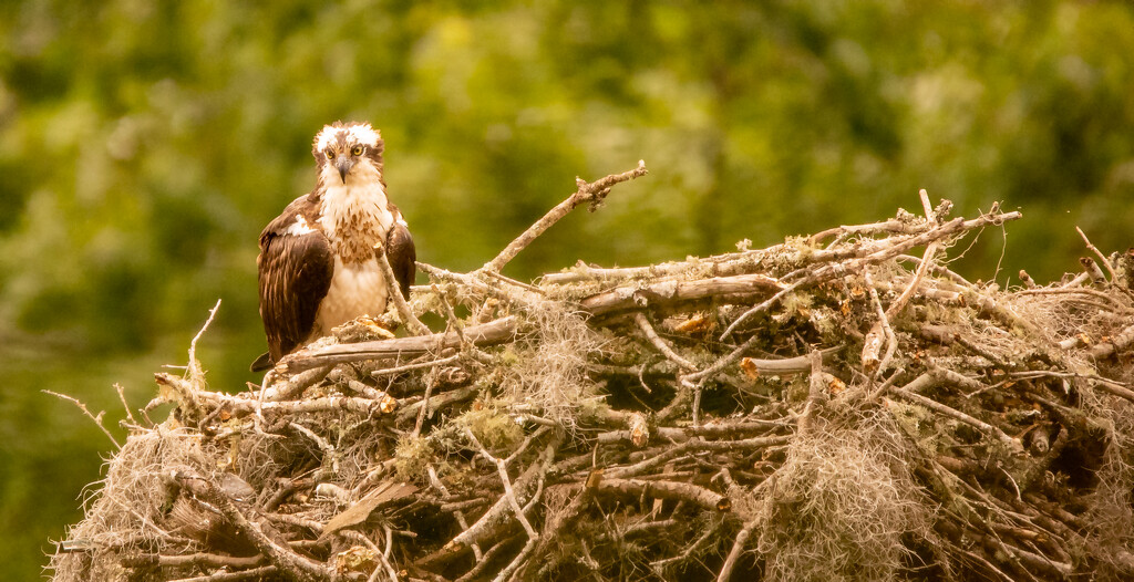 Mom Osprey on the Nest! by rickster549