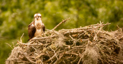 15th May 2023 - Mom Osprey on the Nest!