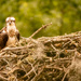 Mom Osprey on the Nest! by rickster549