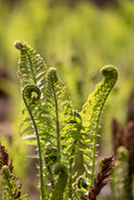 15th May 2023 - The Dance of the Fiddleheads