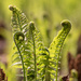 The Dance of the Fiddleheads by pdulis